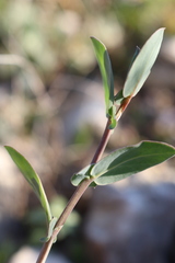 Coronilla scorpioides