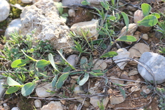 Coronilla scorpioides