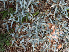 Berberis haematocarpa