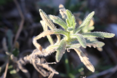 Ajuga iva
