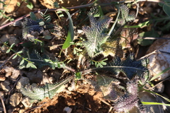 Biscutella mediterranea