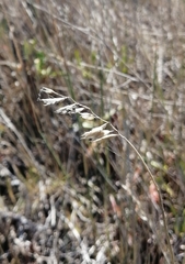 Ehrharta villosa