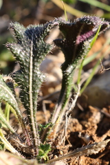 Biscutella mediterranea