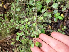 Coprosma spathulata