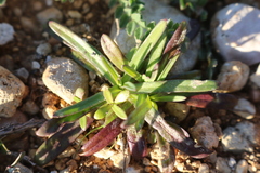 Petrorhagia prolifera