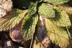 Sideritis romana romana