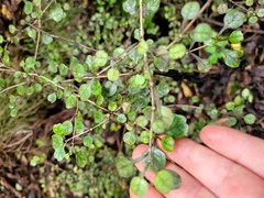 Coprosma spathulata