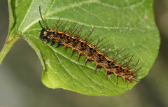 Argynnis paphia