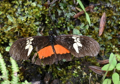 Heliconius hortense