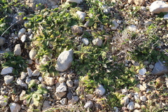 Sideritis romana romana