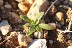 Ajuga iva