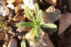 Ajuga iva