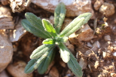 Ajuga iva