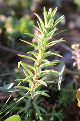 Linum strictum strictum