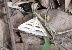 Chiasmia subcurvaria