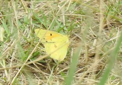 Colias electo