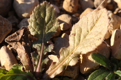 Urospermum picroides