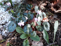 Cyclamen coum