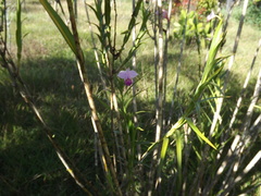 Arundina graminifolia