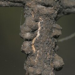 Paratachardina pseudolobata