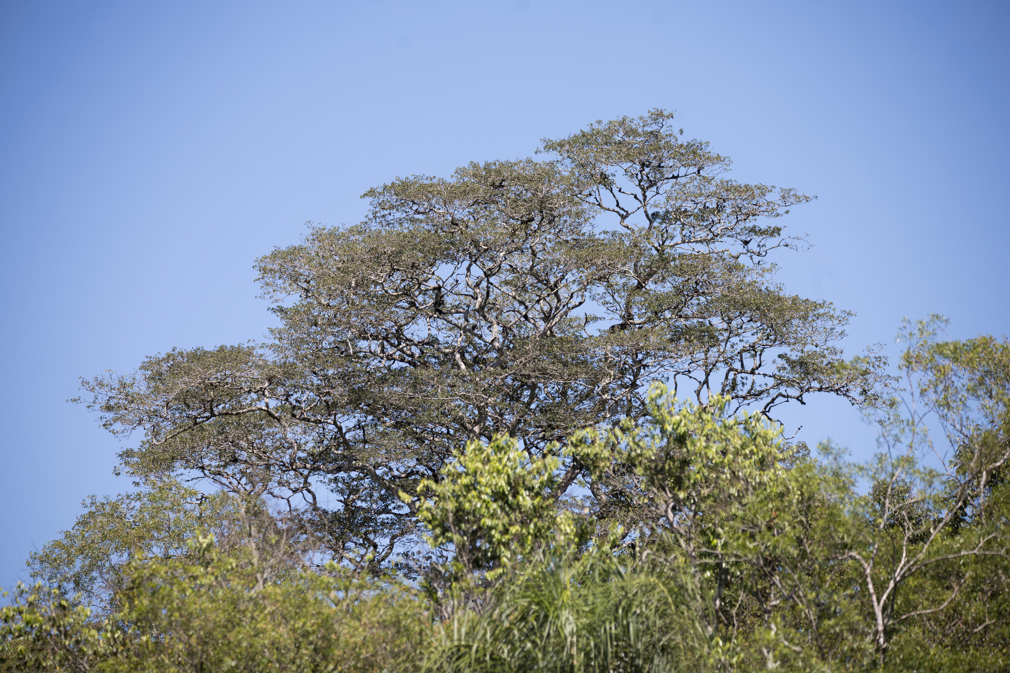 Foto de Apuleia leiocarpa (Vogel) J.F.Macbr.