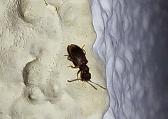 Omonadus formicarius