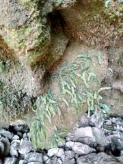 Asplenium trichomanes
