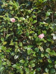 Camellia japonica