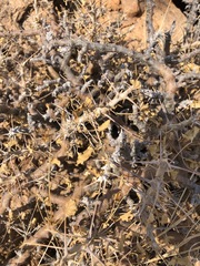 Monsonia