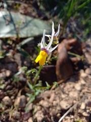 Nemesia cheiranthus