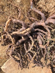 Monsonia