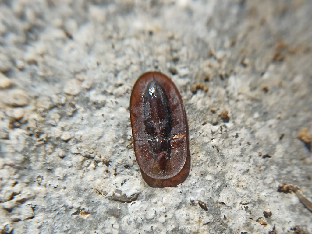 Cossyphus hoffmannseggi