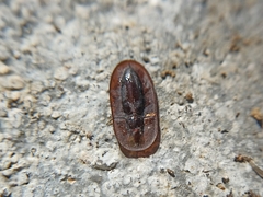 Cossyphus hoffmannseggi