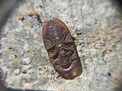 Cossyphus hoffmannseggi