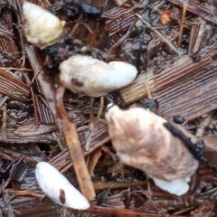 Mytilopsis leucophaeata