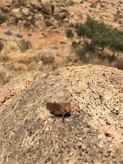 Sphingonotus rubescens