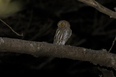 Micrathene whitneyi