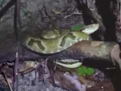 Bothrops jararaca