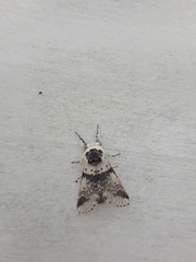 Furcula scolopendrina