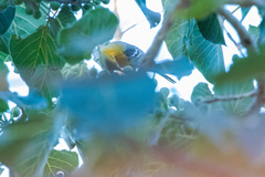 Icterus bullockii