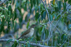 Turdus assimilis