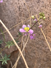 Cleome elegantissima