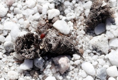 Myrmicaria nigra