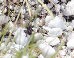 Myrmicaria nigra