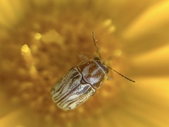 Pachybrachis glyphicus