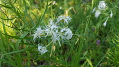 Dianthus superbus
