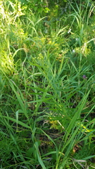 Galatella biflora