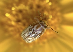 Pachybrachis glyphicus