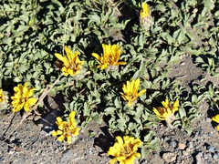 Notopappus prunelloides