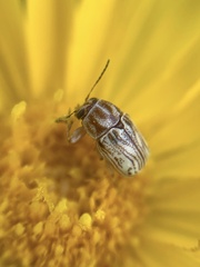 Pachybrachis glyphicus